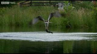 Ospreys Catching Fish  The Animals Guide To Britain Episode 1 Preview  BBC [upl. by Krever]