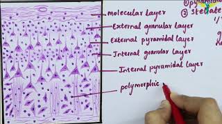 Histology of Cerebral Cortex [upl. by Furgeson32]