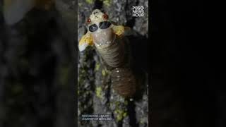 Watch this time lapse of a Brood X cicada molting  Shorts [upl. by Asetal]