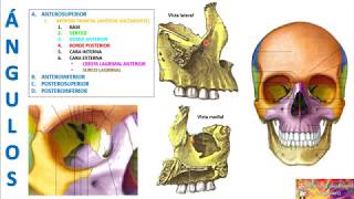 HUESO MAXILAR SUPERIOR [upl. by Yllac]