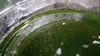 DAPHNIA MOINA CULTURE IN A SMALL BUCKET [upl. by Alekat]