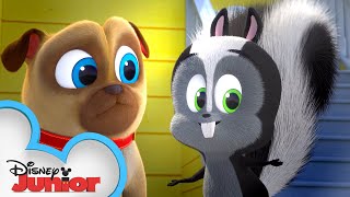 A Stinky Story  Puppy Dog Pals  Disney Junior [upl. by Miguela]