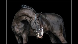 PierreEquestrian Music Video [upl. by Wessling234]