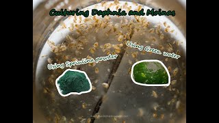 How To Culture Daphnia and Moinas using Green Water Spirulina powder [upl. by Hansel971]