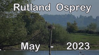 Rutland Ospreys  May 2023 [upl. by Moffat]