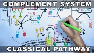 Complement System  Classical Pathway [upl. by Htidirrem]