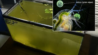 Raising Daphnia for the Freshwater Aquarium [upl. by Yltsew]