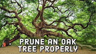 How to Prune an Oak Tree Properly 🌳  DIY [upl. by Damas]