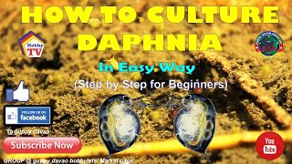 HOW TO CULTURE DAPHNIA In Easy Way [upl. by Manson573]