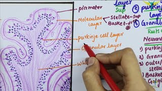 Histology of CEREBELLAR CORTEX [upl. by Arhoz]