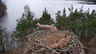 Live osprey nest camera at Loch of the Lowes Wildlife Reserve [upl. by Allerym832]